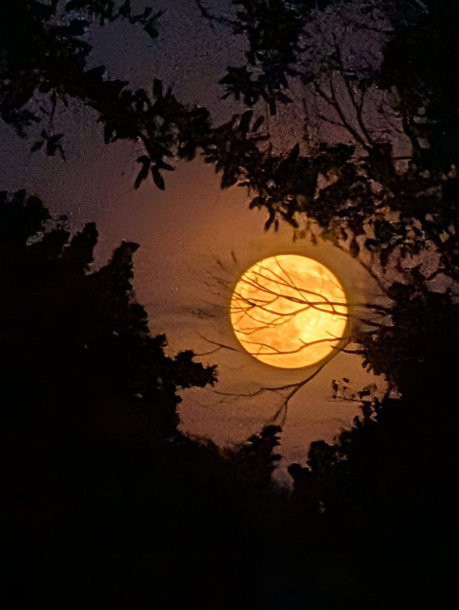 VenerableMoon's tweet photo. Harvest Moon #harvestmoon #moon #cornmoon https://t.co/7Kqxs1nYLR