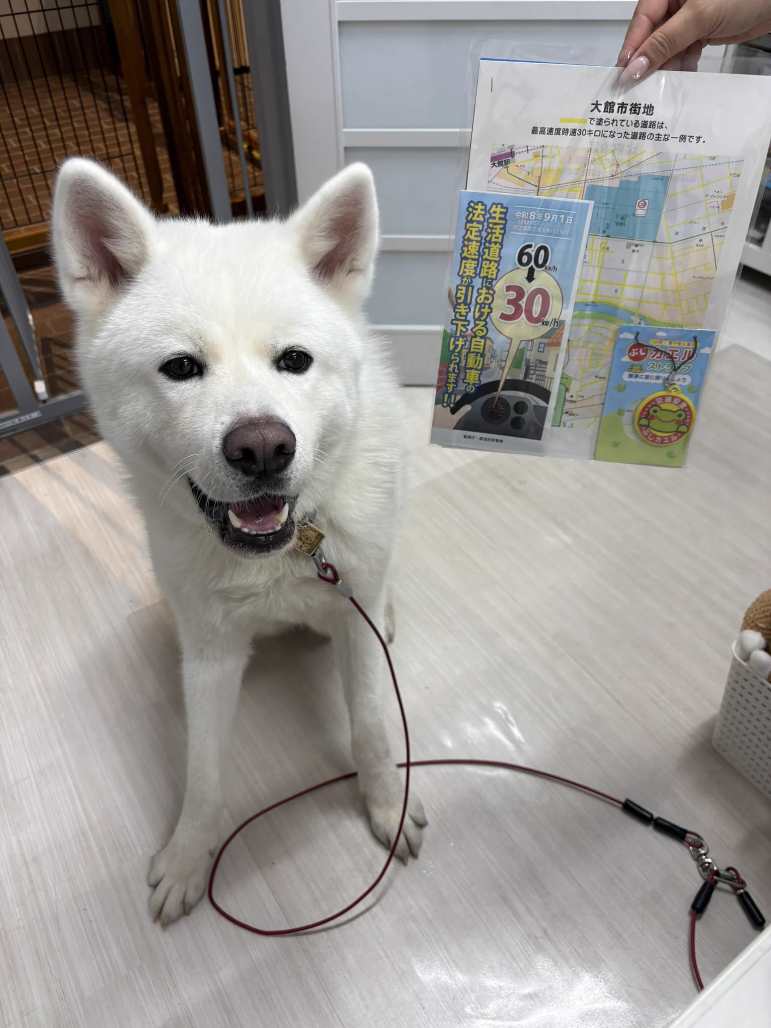 秋田犬の里【公式】 on X: 