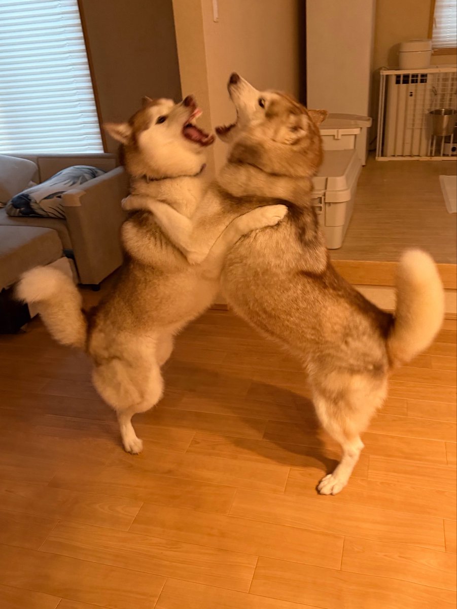 irislady_husky's tweet photo. ←想像してたハスキーの親子

                                   うちのハスキーの親子→ https://t.co/J9g9S3HZJw