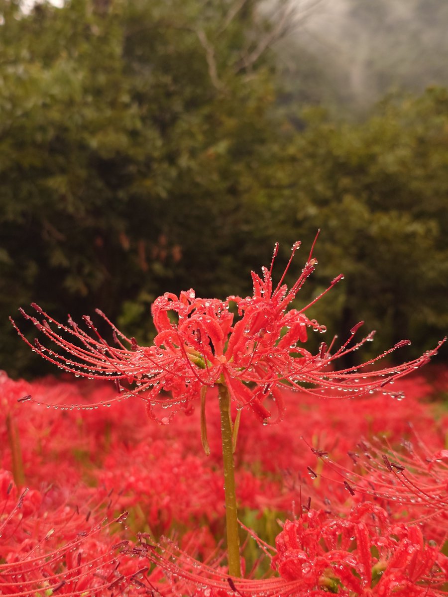 kinsan727's tweet photo. のあち偲びに彼岸花の群生地へ
命日より少し早いけども https://t.co/Ggw5vzSmAL