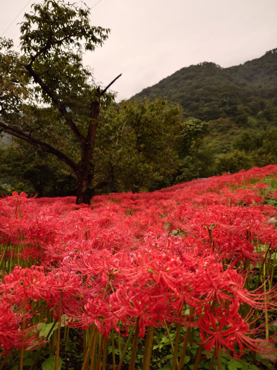 kinsan727's tweet photo. のあち偲びに彼岸花の群生地へ
命日より少し早いけども https://t.co/Ggw5vzSmAL