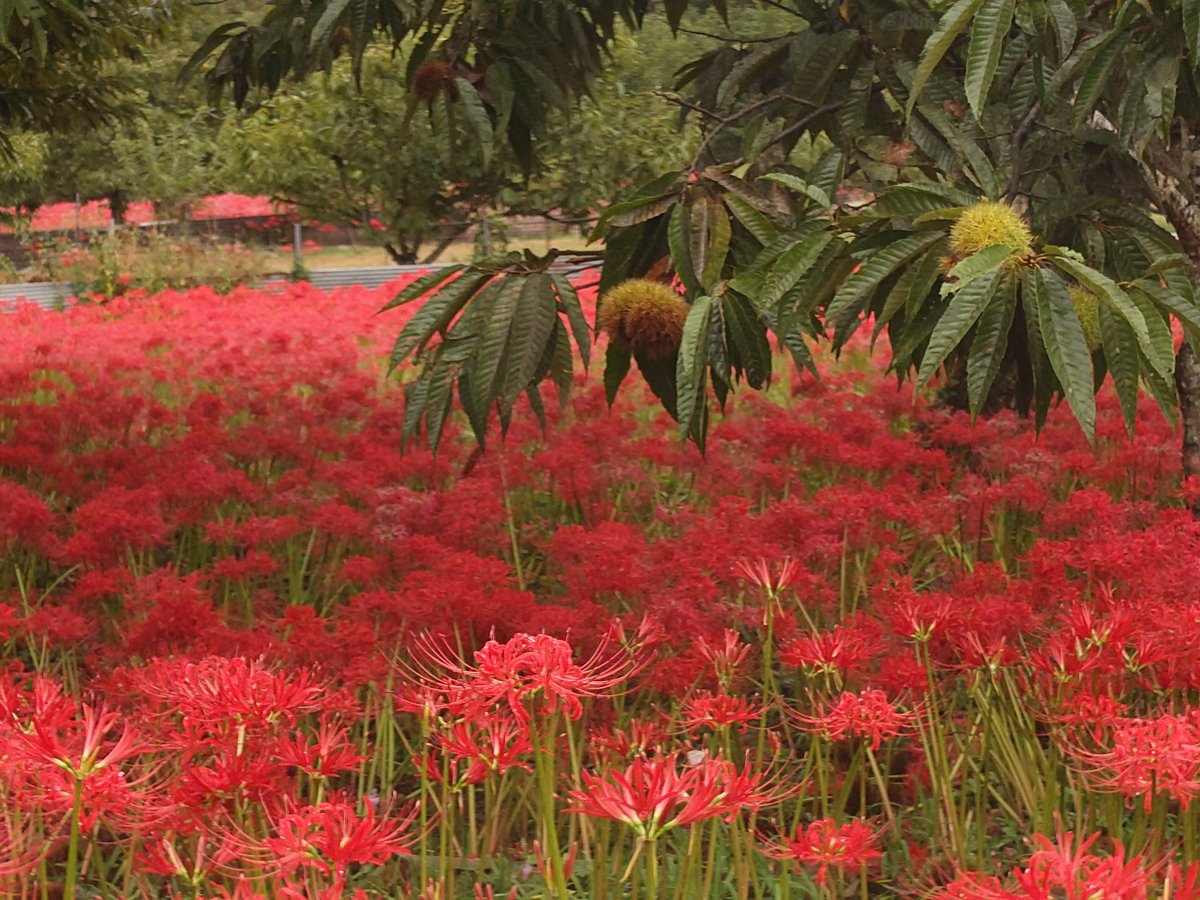 kinsan727's tweet photo. のあち偲びに彼岸花の群生地へ
命日より少し早いけども https://t.co/Ggw5vzSmAL
