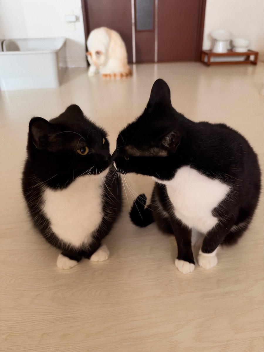 unicouniuni3's tweet photo. little nose kisses https://t.co/YdmrVKqAqH