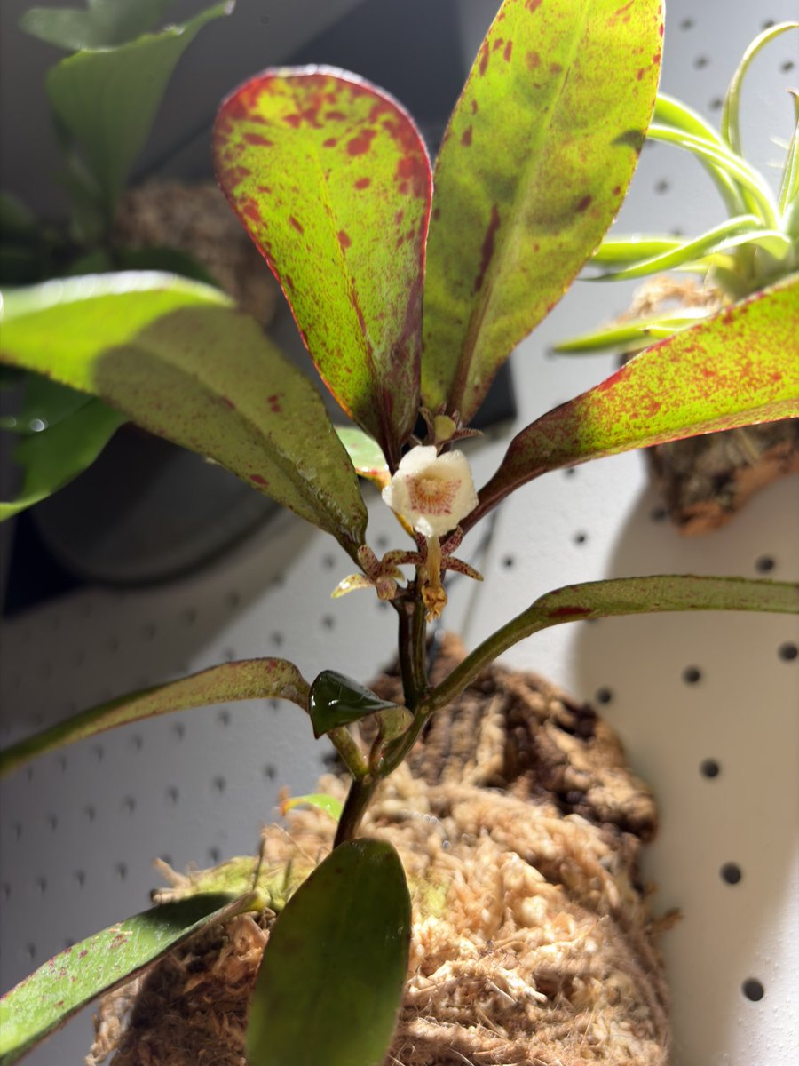 Yx3vg's tweet photo. 伊藤蟻植物園さんから買った南米のイワタバコ
葉っぱもいい感じなんだけどやっぱり花がかわいい https://t.co/YlRkBK61z9