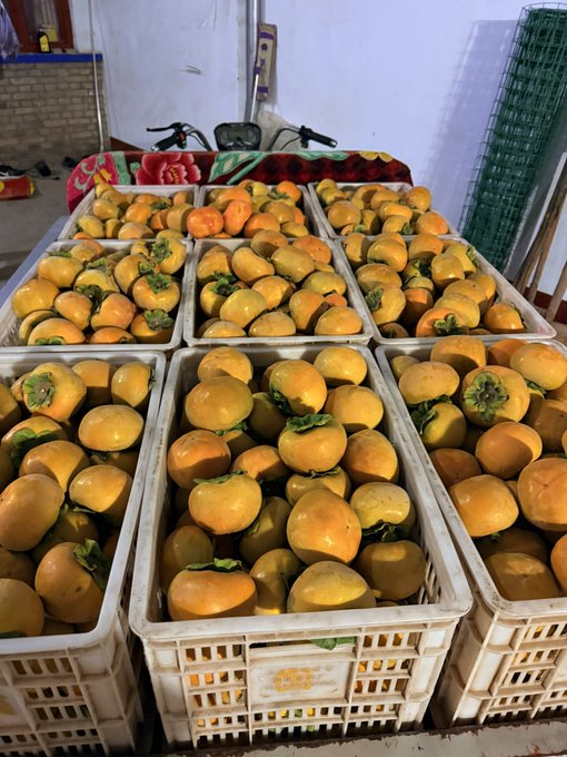 Multiple white plastic crates filled with orange persimmons arranged in rows, with a tricycle and floral-patterned covering visible in the background.
