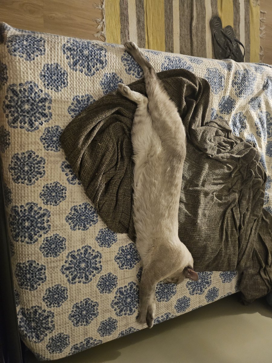 CodexLibrarian's tweet photo. Esse espaguete do tamanho de tudo ocupando a minha cama https://t.co/jpPEXGKZns