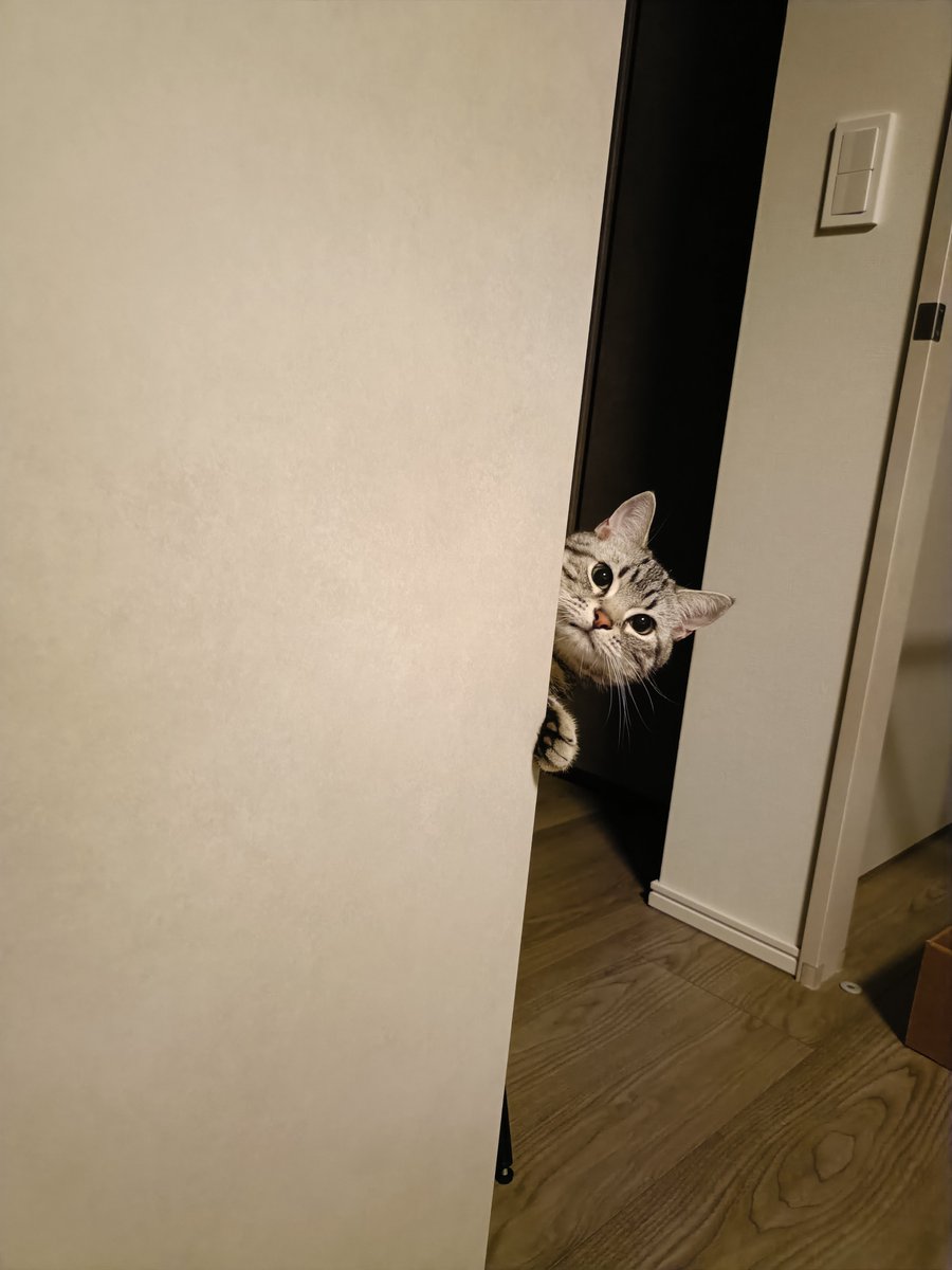 pino_notes's tweet photo. 「呼びましたか？」
#猫のいる暮らし
#猫好きさんと繋がりたい https://t.co/2qEKQrFbIM