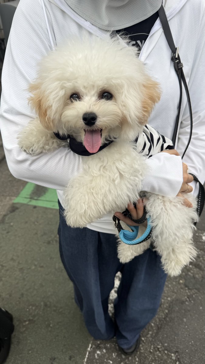fuwatoroangel's tweet photo. おさんぽしてたら「その耳は染めてるの？」って聞かれたから「地毛です」って答えたら「オシャレねえ」って誉められ、えっへんの顔 https://t.co/oxrVWvEAGu
