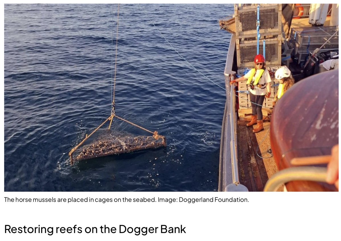 BenGoldsmith's tweet photo. Now that highly destructive bottom trawling has been banned from the Dogger Bank marine protected area, a first 15,000 horse mussels have been placed on the seabed as part of an ambitious effort to restore its lost shellfish reefs.
Rewilding in action!
https://t.co/9x7GFl5jnT https://t.co/kfZmPW4iDB