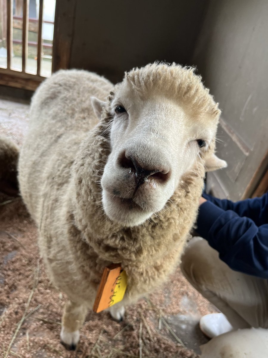 englandhill_zoo's tweet photo. たくさんかまってもらえて嬉しそう♪⊂((・⊥・))⊃
#ひつじ #たいよう https://t.co/ZydmlzarGN