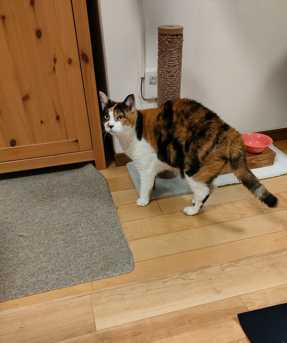 CalicoCat_Chiyo's tweet photo. そろそろあれの時間やろ？
#三毛猫 https://t.co/T0zKREfxOq