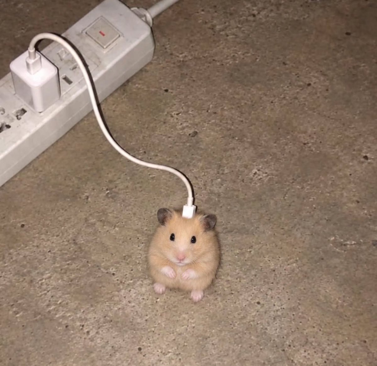 TweetsOfHamster's tweet photo. ⚡🔋🙂 https://t.co/19rRKbqua7