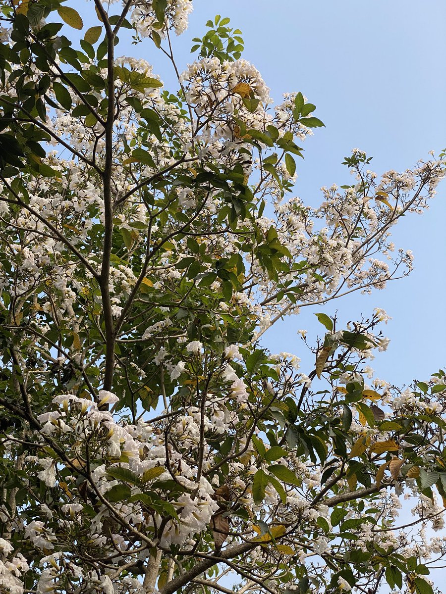_serealiaa's tweet photo. Blooming season at UGM 💗🌸🌼☀️

Trengguli, bungur, tabebuya pink, dan tabebuya putih di UGM hari ini lagi cantik-cantiknya. Nggak bisa kalo nggak difoto ….. walaupun aslinya lebih lebih lebih cantikkkk. 😭😭🫶🏻🫶🏻 https://t.co/c43aPY39jd