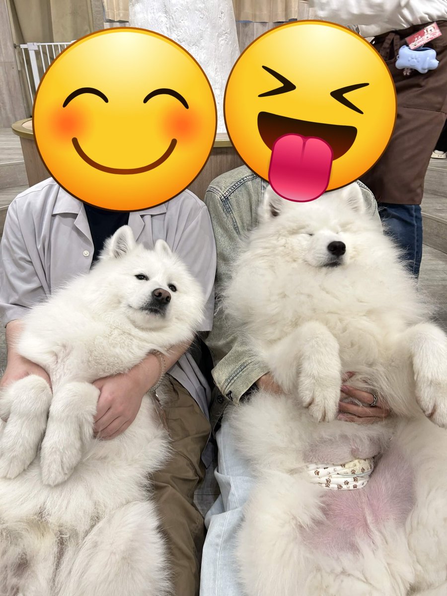 vrsiro's tweet photo. サモサモしてきた https://t.co/DxYjF7RPgB
