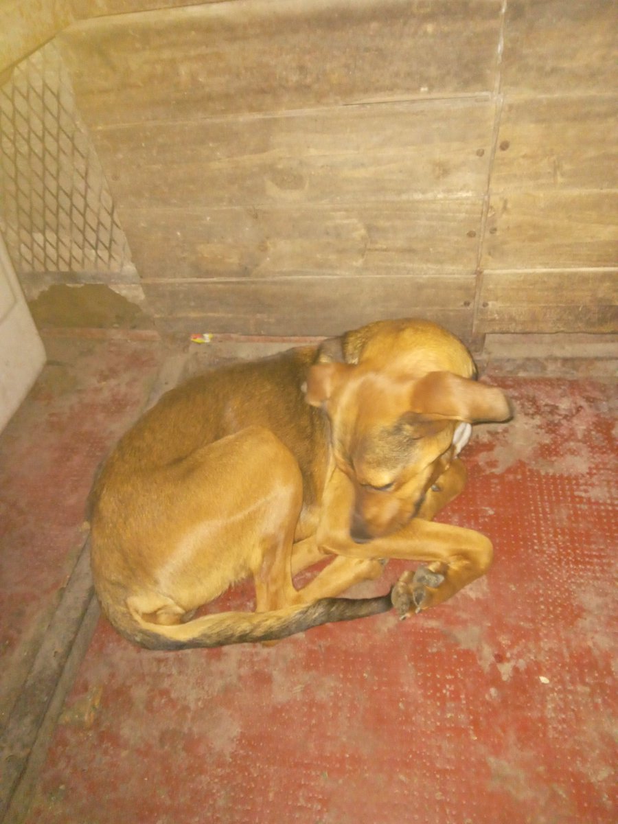 PandillaValeria's tweet photo. Buenas noches hoy recibimos a canela en tránsito el lunes a primeras horas ocupamos ir a la veterinaria ella necesita padrinos y madrinas qué puedan ayudar a canela ella necesita ser esterilizada nos dejarían una patita para ella sea esterilizada 

Mati de valeria y su pandilla https://t.co/3BXkrjwRiC