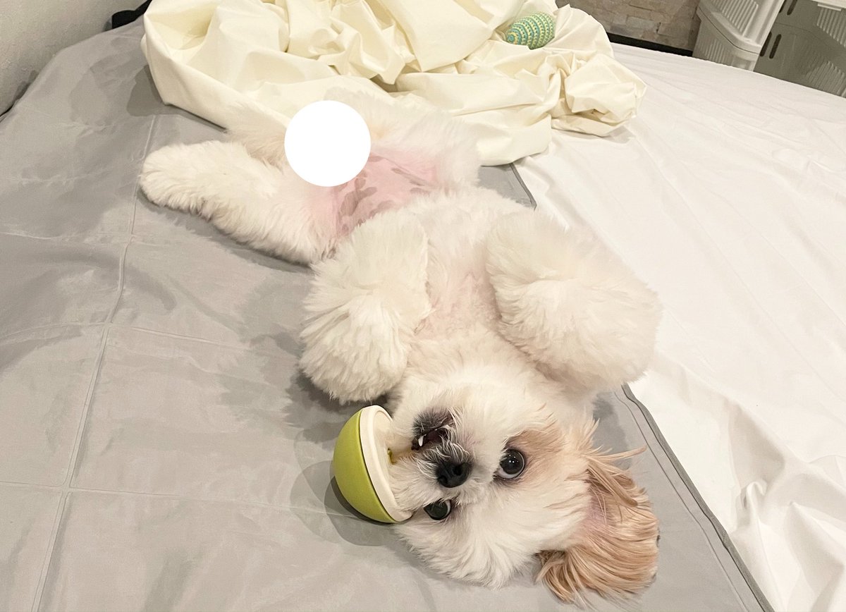 koperu0126's tweet photo. 🐶あるあるだと思うんだけどすごい大勢でガムカミカミしたりするよね https://t.co/2MqTXycbRX