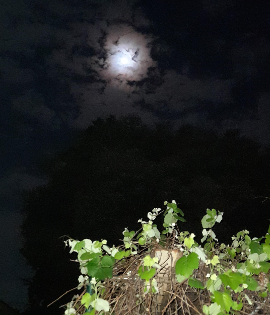 PatFurstenberg's tweet photo. 🍇🍷🌕Last night, under the Harvest Moon, home in Transylvania folk enjoyed the first sip of autumn wine. 
Full moonlight sweetens the vintage and bounds the drinker to the land’s fortune for the coming year. 

These are our spring grapes, here in South Africa.
#Im4Ro #folklore https://t.co/AmKsG8ROJE