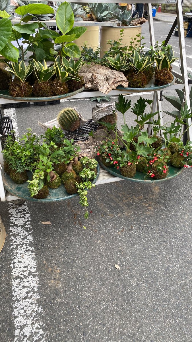 Anicul_shop's tweet photo. 【ご案内】
15時を回りましたので「PLANTS SHOW 2026」は、終了です☆彡
16時までは交通規制が行われておりますので、移動は気をつけて、遊びに来て下さいね･:*+.\(( °ω° ))/.:+
あにかるしょっぷの出店は、本日は17時くらいまでを予定していますm(_ _)m https://t.co/8w2bx83dUN