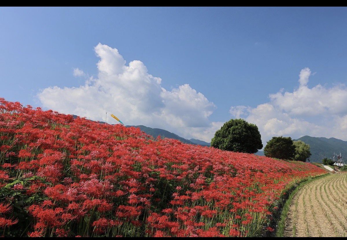 KANONsPhoto's tweet photo. 彼岸花…
いきてぇ… https://t.co/8mAtGDJNaz
