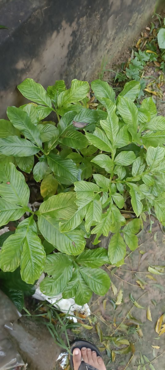 Azad75067056623's tweet photo. सुरन का पौधा।।।

आपके तरफ इसे क्या बोला जाता है। https://t.co/LFTzmDqvgi