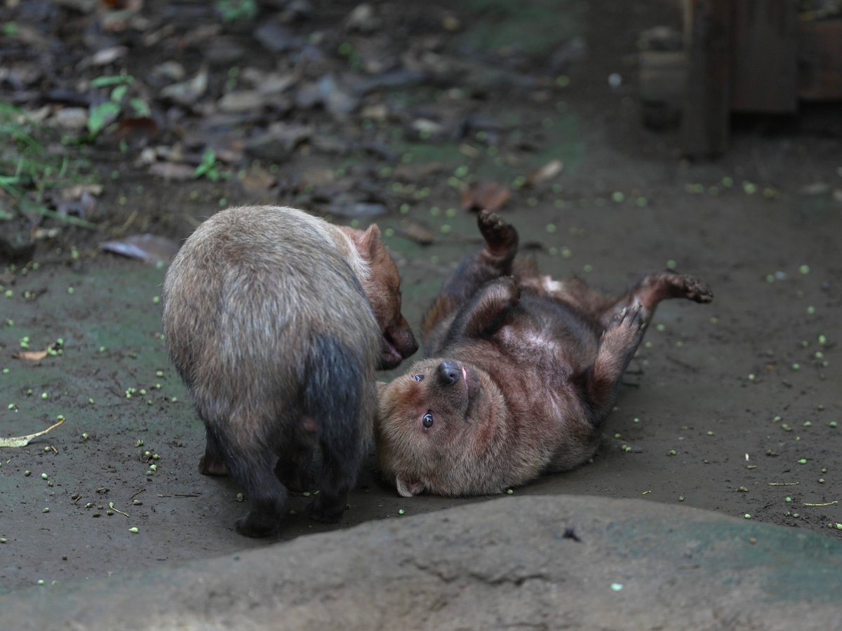 zooman_koichi's tweet photo. 楽しそうに ごろん
#ヤブイヌ #ズーラシア #bushdog #ZOORASIA https://t.co/DyAeu7NljU