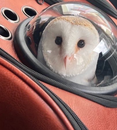 coromowl's tweet photo. ←メンテ行く前　　　　　　　　行った後→ https://t.co/OC5PvyM9vF