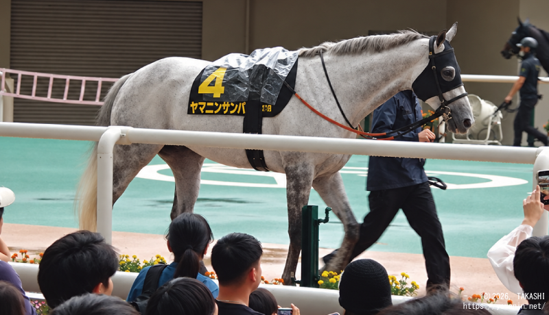 YamaninClub's tweet photo. 阪神11R ポートアイランドステークス(OP) には、 #ヤマニンサンパ が昨年に続き出走！
古豪の意地をもう一度見せて欲しいですね✊ https://t.co/6iM6pJIxOZ