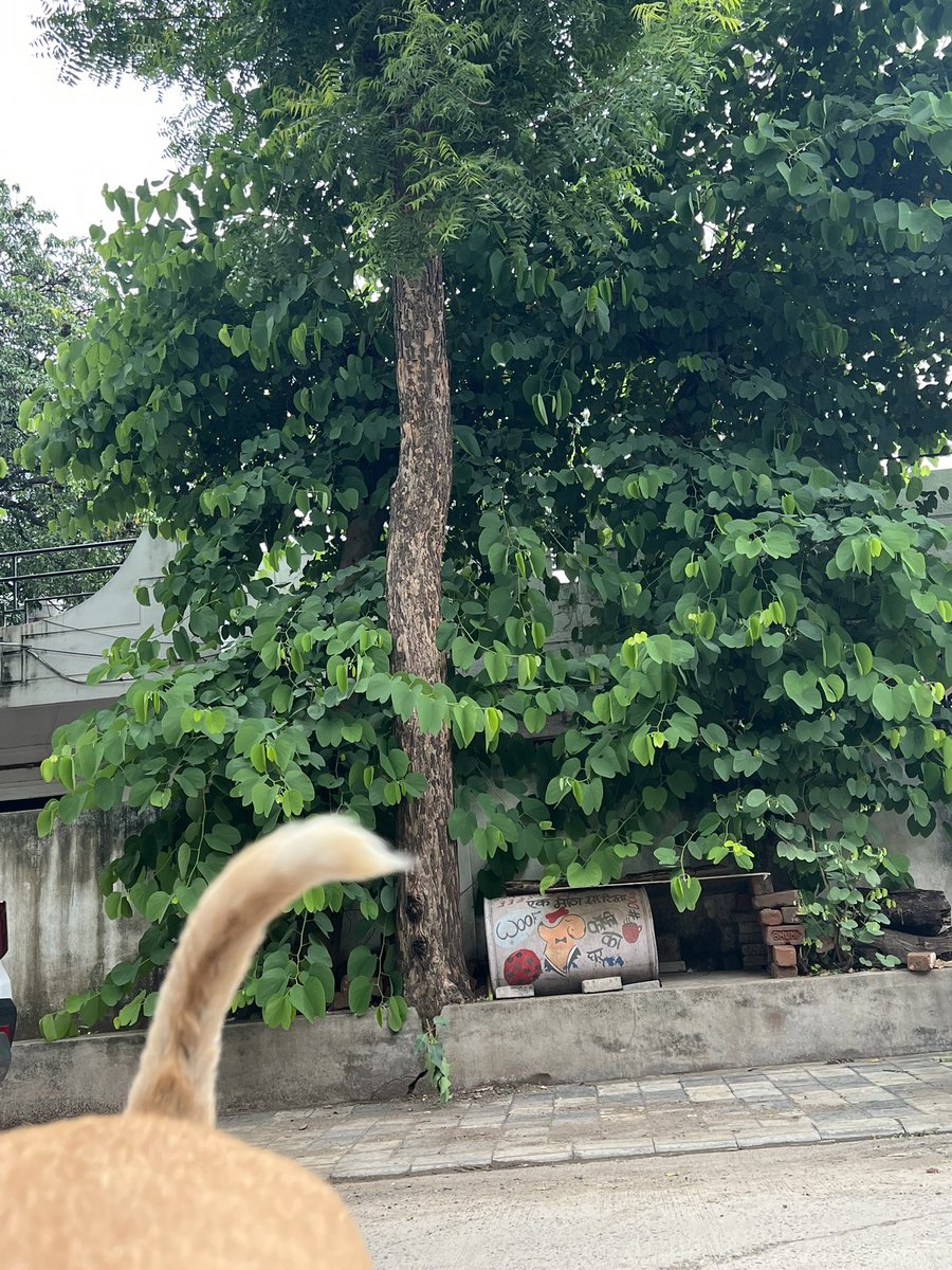 dogitization's tweet photo. @IndoreCollector @SwachhIndore 
आपका तो कार्यकाल समाप्त होगा तो इंदौर से पदोन्नत होकर भोपाल चले जायेंगे पर हमारे कान मरते दम तक हमसे चिपके रहेंगे!
हमको बहरा होकर नहीं मरना! 
कानफोड़ू DJ और बिना वजह हॉर्न बजाने पर किसी तरह की रोक आप लगायेंगे या नहीं?
थोड़ा तो रहम कीजिए!!
#NoHorn https://t.co/UnERjPplvo