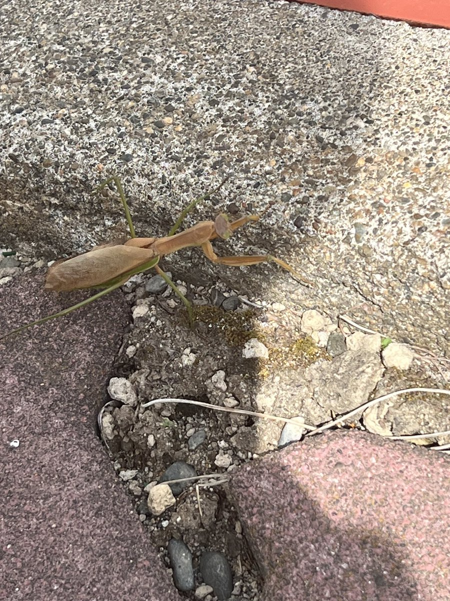 NE_Asuka's tweet photo. 一昨年くらいから、すごいカマキリ見かけるようになった https://t.co/T1wj5ZVf0h