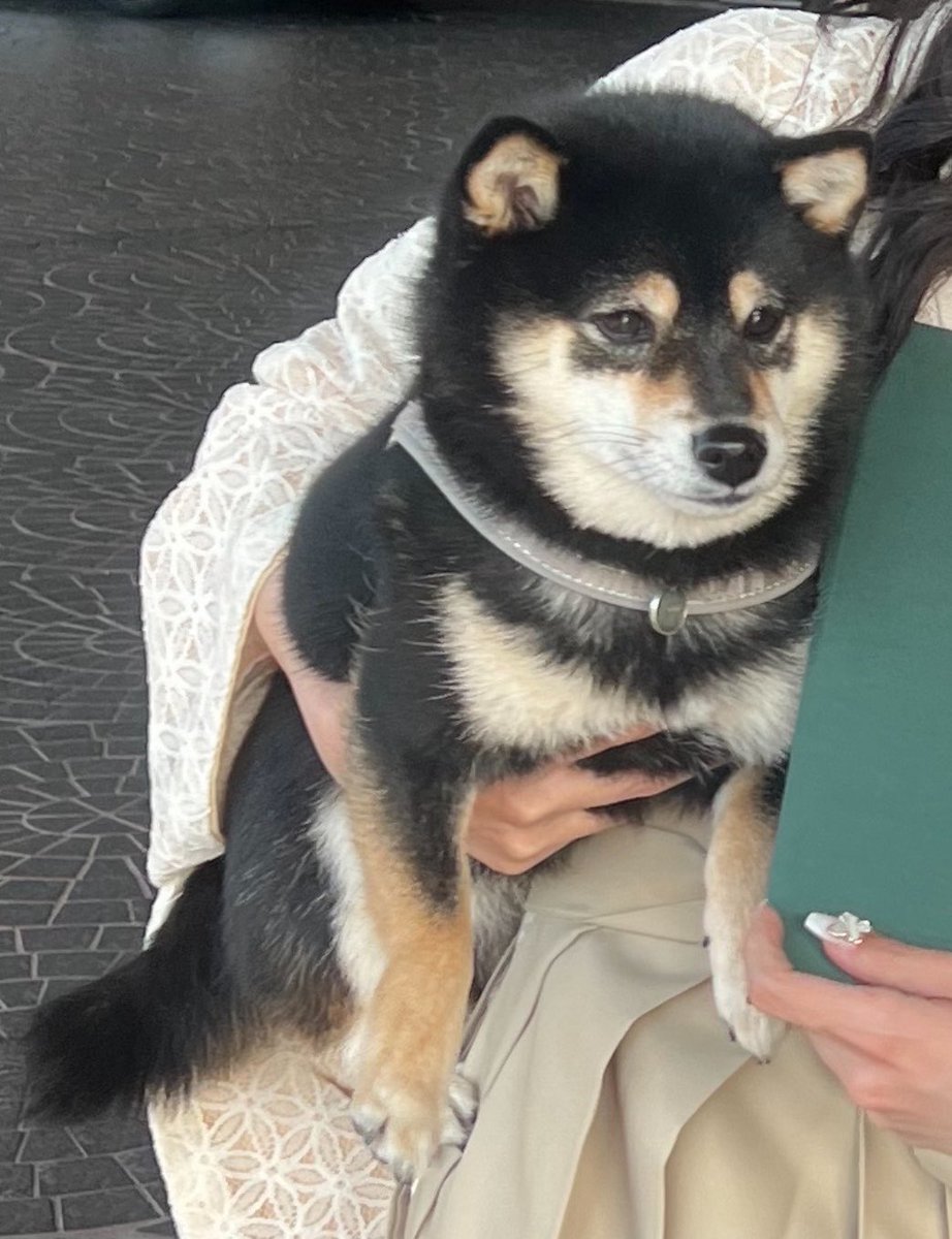 soratan1017_'s tweet photo. これは飼い主の卒業式の写真に虚無顔で写る犬 https://t.co/QhrLhXnvvM