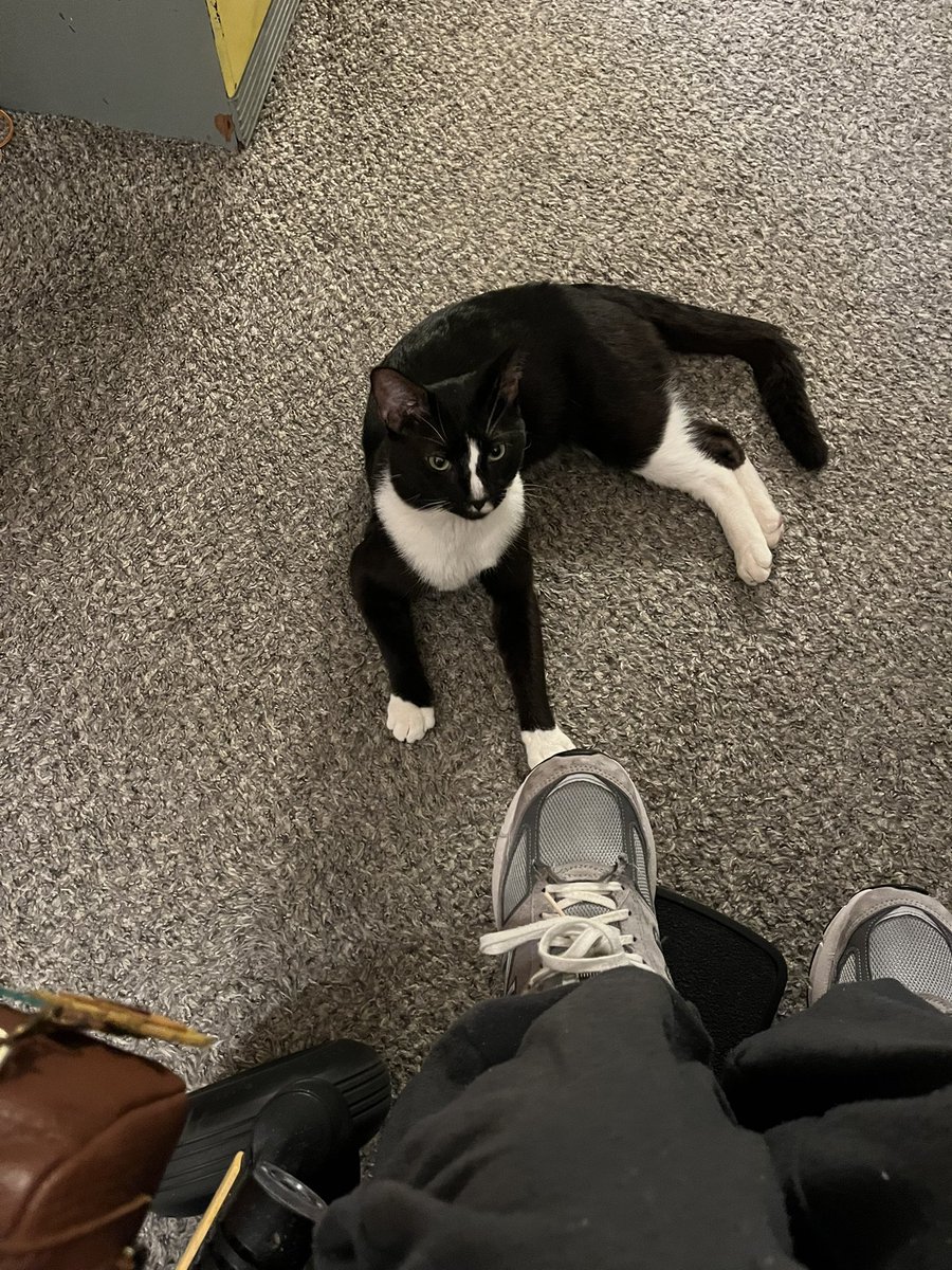 sbram94's tweet photo. @britt_bier I know I don’t really interact with the show anymore, but my new cat Cole would like to say hi to OPie! ❤️ CDS FTW…in my life for a week. 🥰 #oplive #opnation #oplivekitty @ReelzChannel @OfficialOPLive https://t.co/37GuUD19MJ