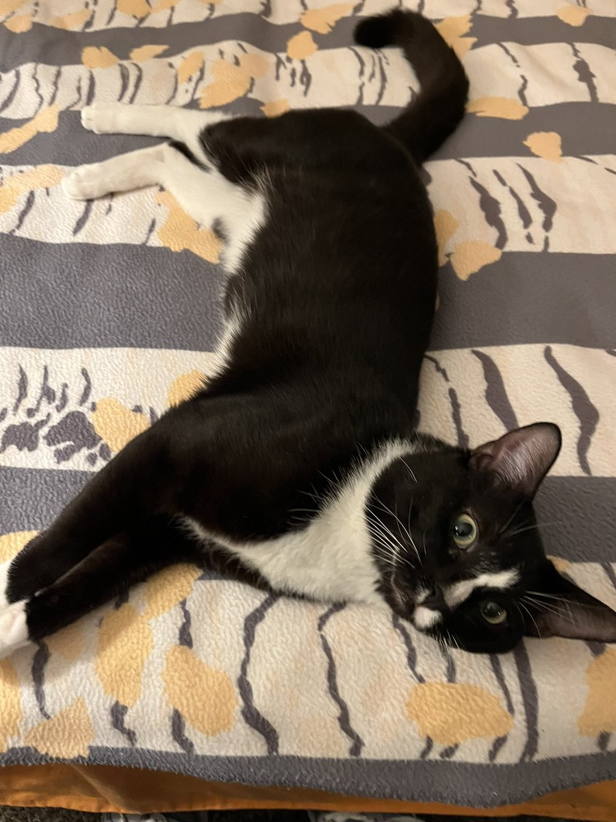 sbram94's tweet photo. @britt_bier I know I don’t really interact with the show anymore, but my new cat Cole would like to say hi to OPie! ❤️ CDS FTW…in my life for a week. 🥰 #oplive #opnation #oplivekitty @ReelzChannel @OfficialOPLive https://t.co/37GuUD19MJ