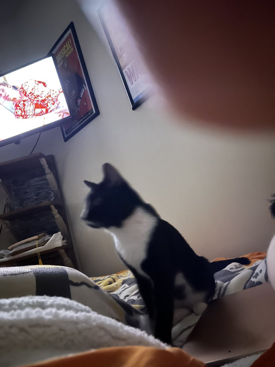 sbram94's tweet photo. @britt_bier I know I don’t really interact with the show anymore, but my new cat Cole would like to say hi to OPie! ❤️ CDS FTW…in my life for a week. 🥰 #oplive #opnation #oplivekitty @ReelzChannel @OfficialOPLive https://t.co/37GuUD19MJ