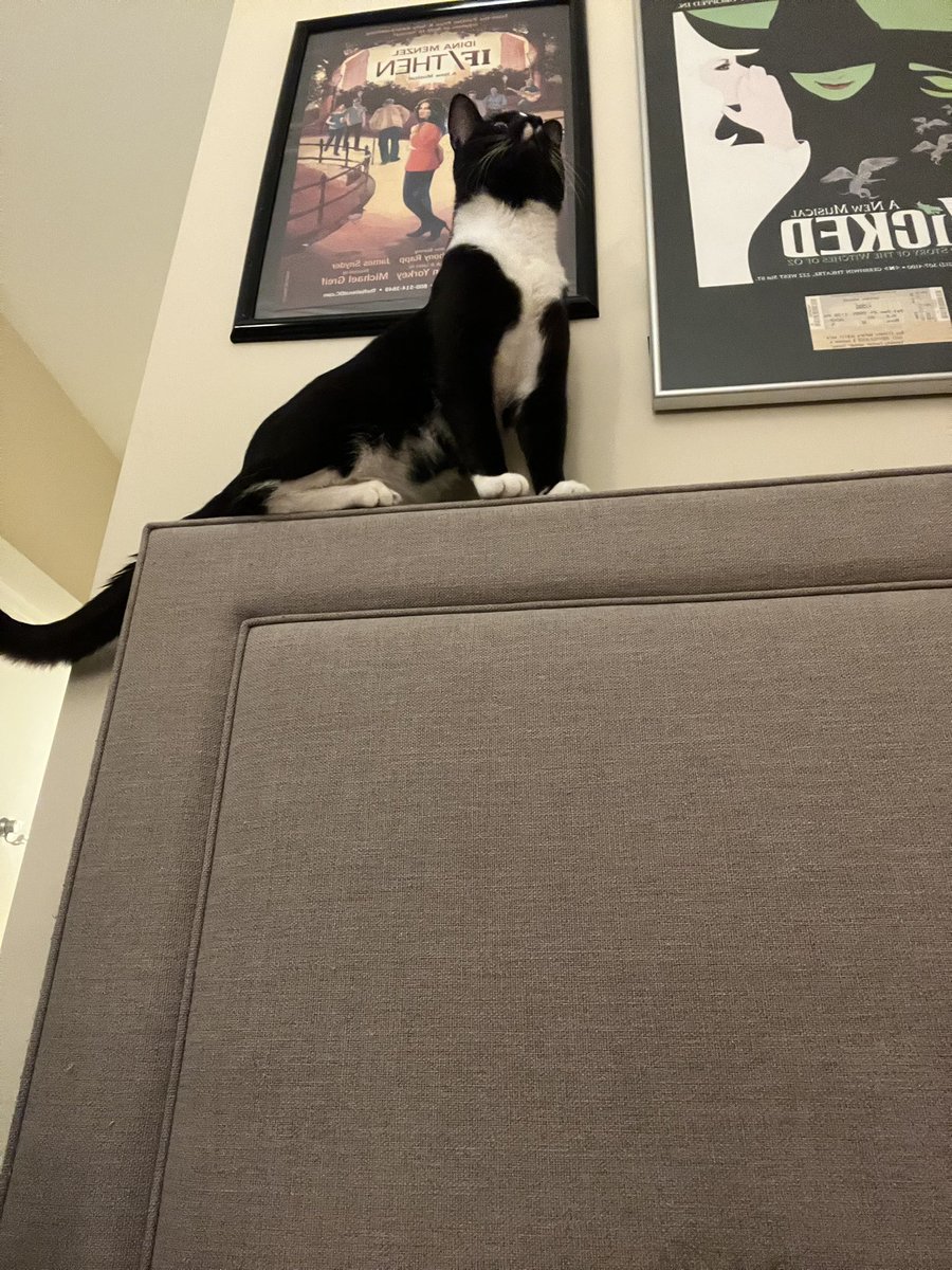 sbram94's tweet photo. @britt_bier I know I don’t really interact with the show anymore, but my new cat Cole would like to say hi to OPie! ❤️ CDS FTW…in my life for a week. 🥰 #oplive #opnation #oplivekitty @ReelzChannel @OfficialOPLive https://t.co/37GuUD19MJ