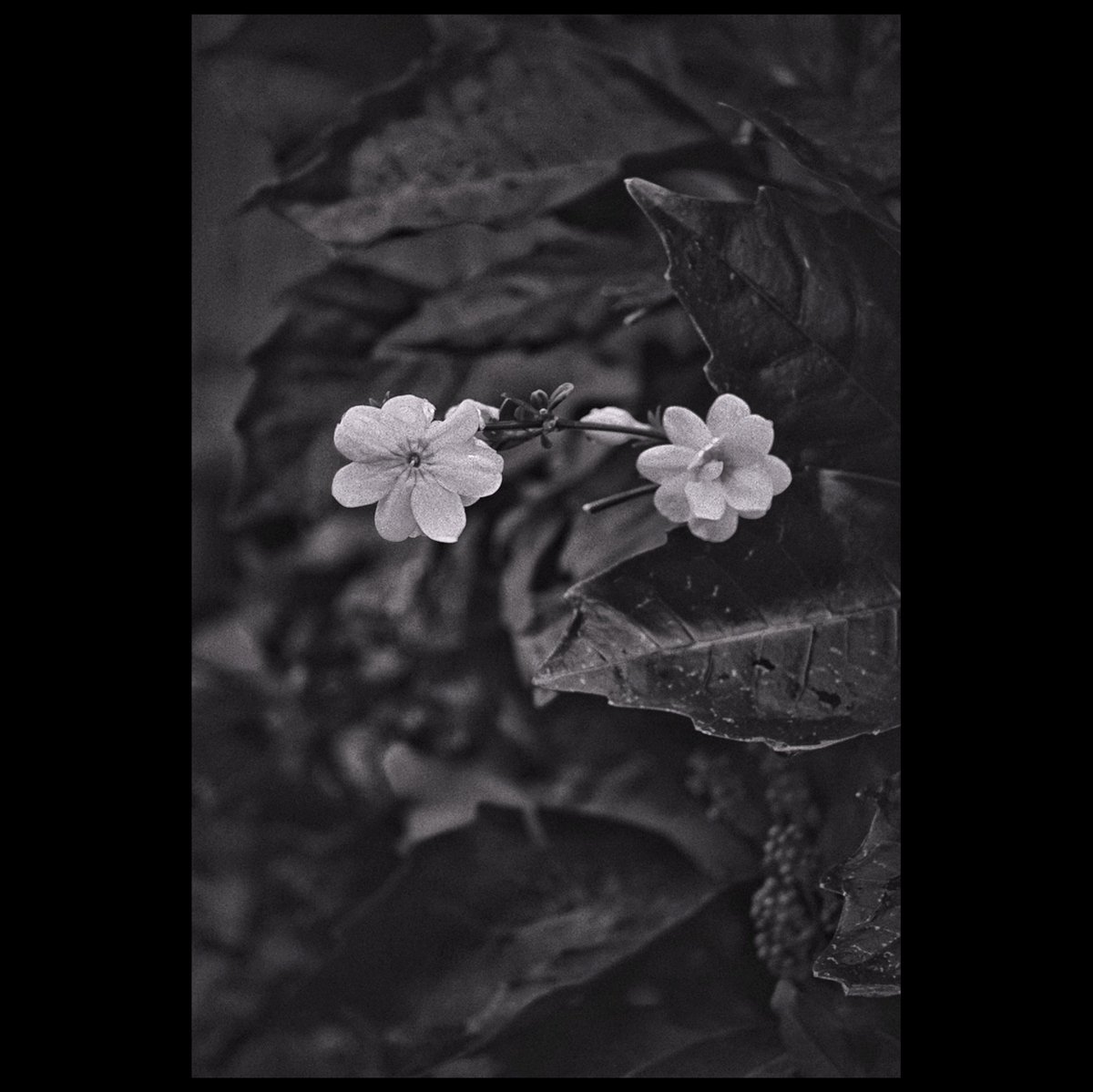 kikutaroid's tweet photo. 記録
#街歩き
#scene
#花 #flower
#植物 #plants
#路傍 #roadside
#bw #bandwphotography #monotonephotography
#nikon #nikond60 #d60 #f_mount
#afs #dx #zoomnikkor #afsdxzoomnikkor1870_3545gifed
#zoomlens #aflens
#trimmed #retouched #filtereffects
#rnifilmsapp #snapseedapp https://t.co/TAPP2AFQ58