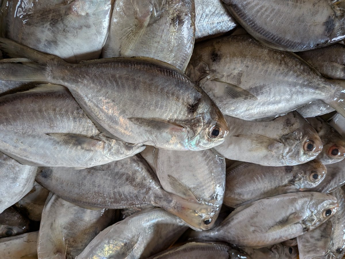obaketti4's tweet photo. 今朝の地魚朝市にも沢山の方にお越しいただきありがとうございました。
今朝は昨夜の雨で魚は少なかったものの、カマスやマメダイ·ヒイカやメゴチ、赤足エビも人気でした！野間ハマグリも久しぶりですぐ完売でした。 https://t.co/09SXr2y4H8
