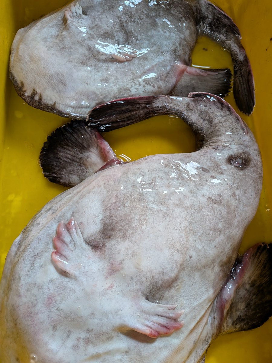 obaketti4's tweet photo. 今朝の地魚朝市にも沢山の方にお越しいただきありがとうございました。
今朝は昨夜の雨で魚は少なかったものの、カマスやマメダイ·ヒイカやメゴチ、赤足エビも人気でした！野間ハマグリも久しぶりですぐ完売でした。 https://t.co/09SXr2y4H8