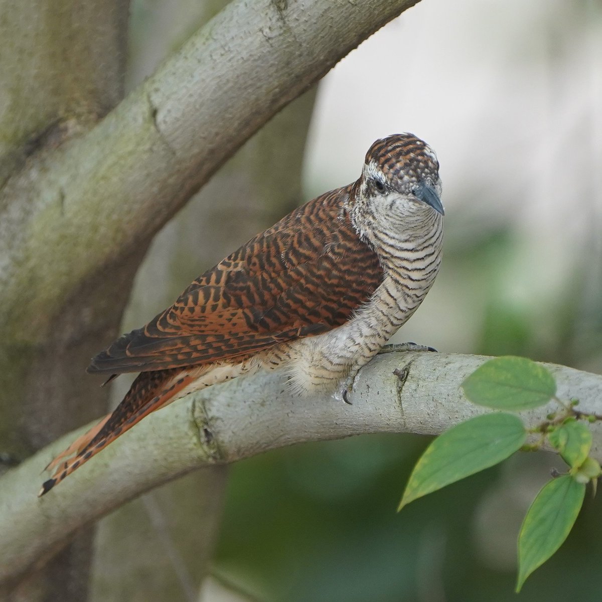 MedhaBalasore's tweet photo. Midweek reminder: sometimes the best thing to do is simply perch, observe, and carry on. ✨
Is it a Banded Bay Cuckoo?
#IndiAves #Balconybirding @nitrourkela
#midweekMood #BirdsOfIndia #IndianBirds #BirdPhotography #WildlifePhotography #NaturePhotography #BirdWatching https://t.co/Ktgy29ru5P