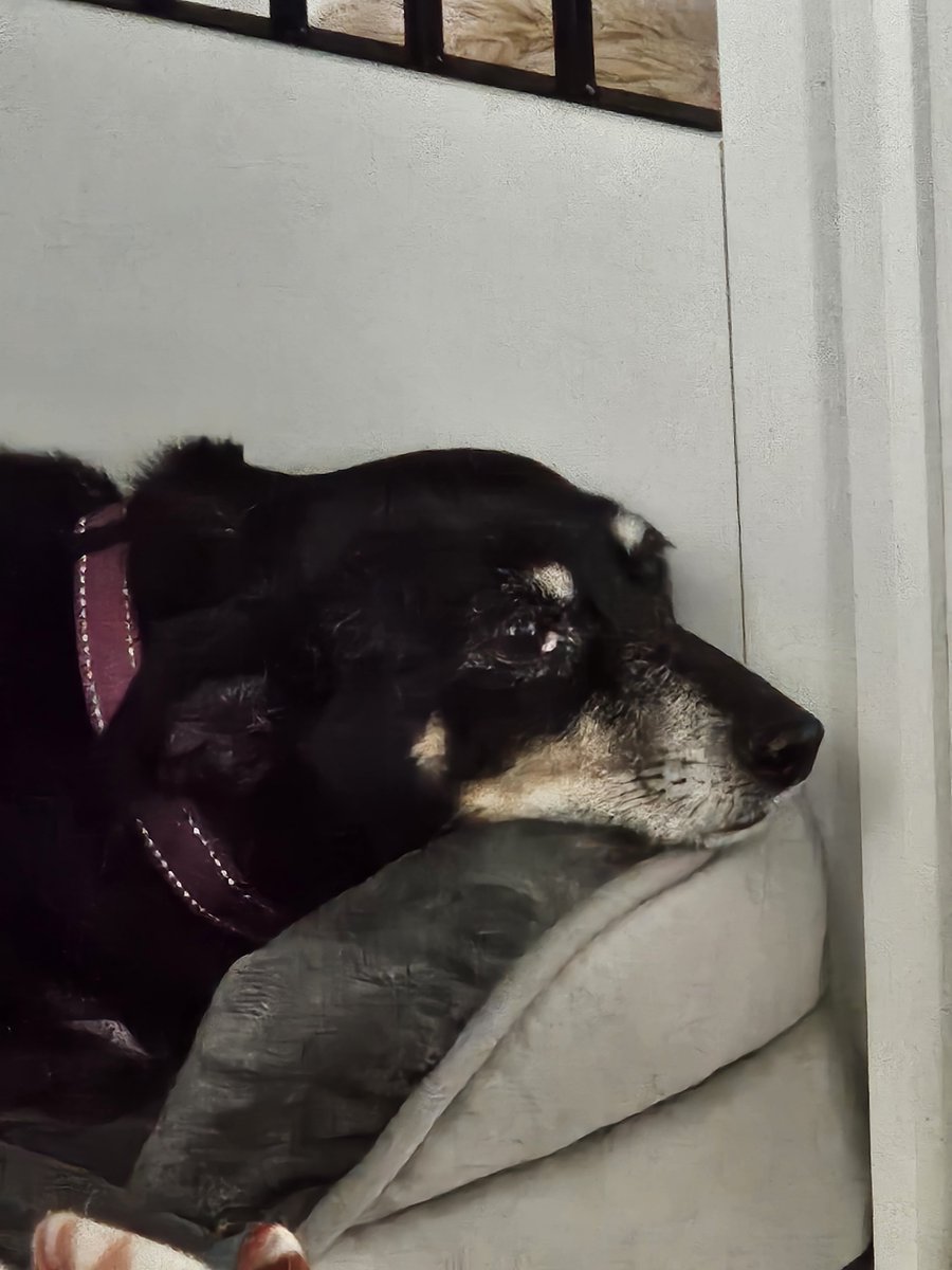 oofandgoof8's tweet photo. Looking at my dog today https://t.co/XFZqyGBLhW
