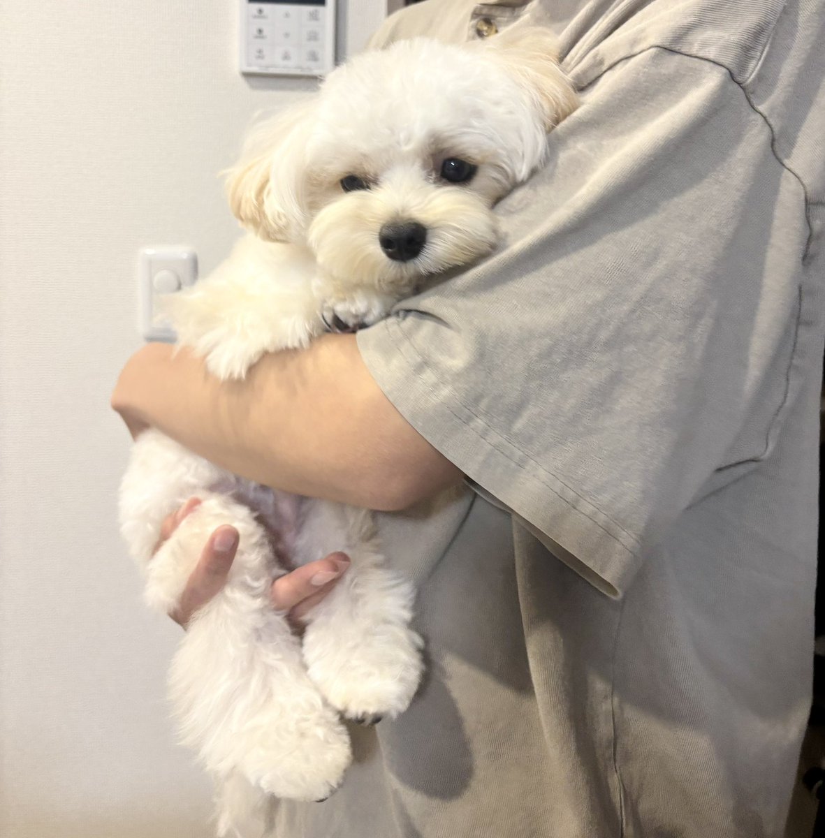 potato_maltipoo's tweet photo. お出かけだと���ってルンルンだったのに、病院に連れていかれたことに対して拗ねてるぽてとさん https://t.co/YMtpq0EsDn
