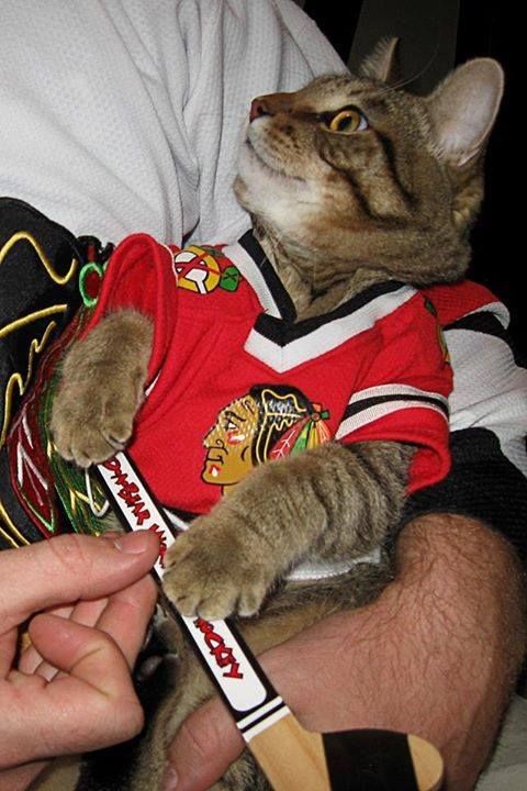 hawkshaveheart's tweet photo. #moothunt + #promotwt + #sportstwt 

23 he/him/his 

 horror &amp; metal, hawks shitposts, chicago sports fan and wannabe analyst.

rt + likes for moots https://t.co/ebCgOxFaYG