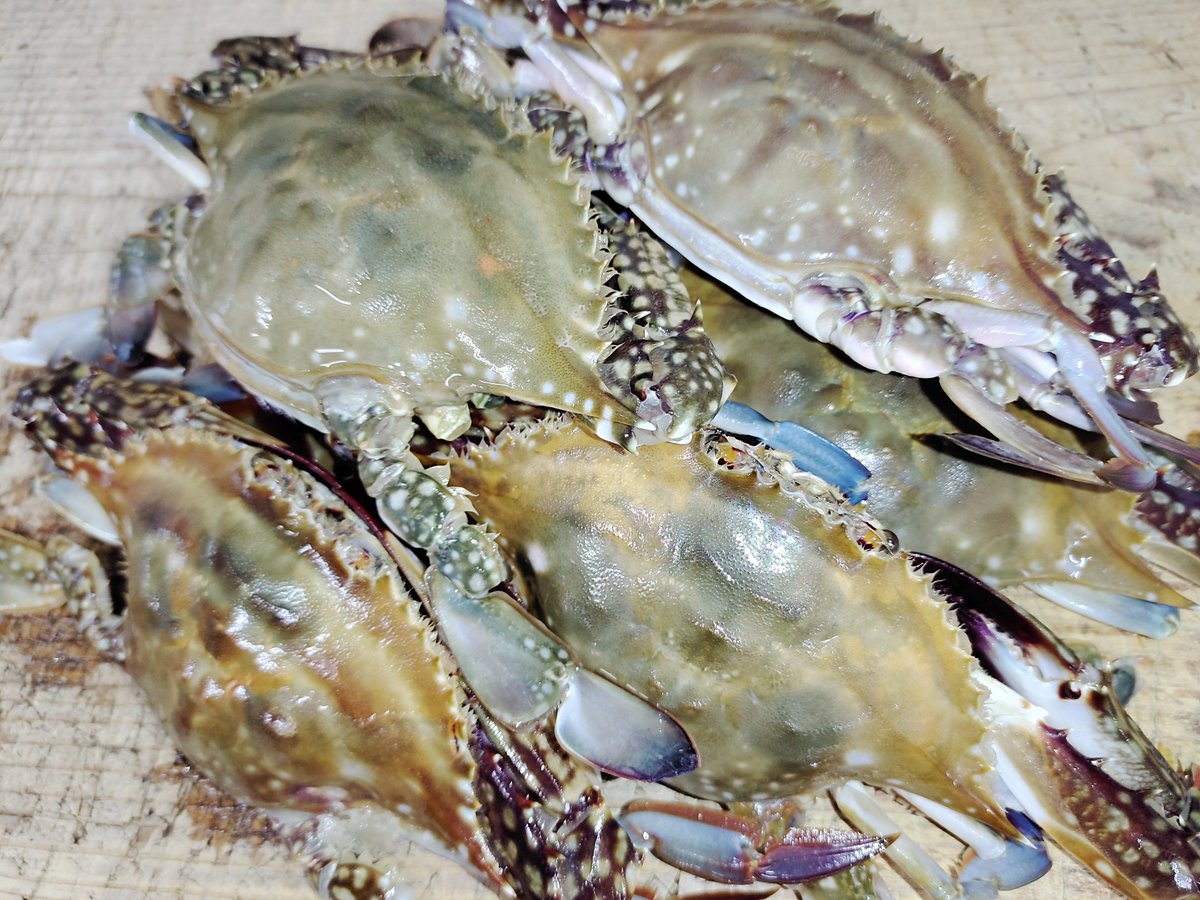 tubugai_kaigara's tweet photo. ワタリガニが入荷しましたのでトマトクリームパスタにします。
カニ味噌の焼ける香りが堪りません！
1皿にカニを1匹のせたパスタは見た目にもインパクト大です（笑）
カニの旨味をお楽しみください。
この機会によろしくお願いします。 https://t.co/vruaGXGudC