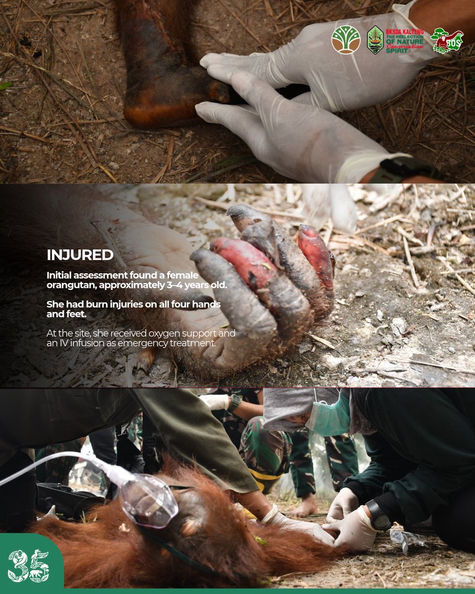 simpenangadunnn's tweet photo. 🦧🌏🌳Young female orangutan trapped by forest fire in Katune, Central Kalimantan (25 Sep 2026). Rescued after two days by BOS, BKSDA &amp; Army with burns on all four paws. Now in care at Nyaru Menteng.🌏🌳🦧 https://t.co/kkebUdmgx8