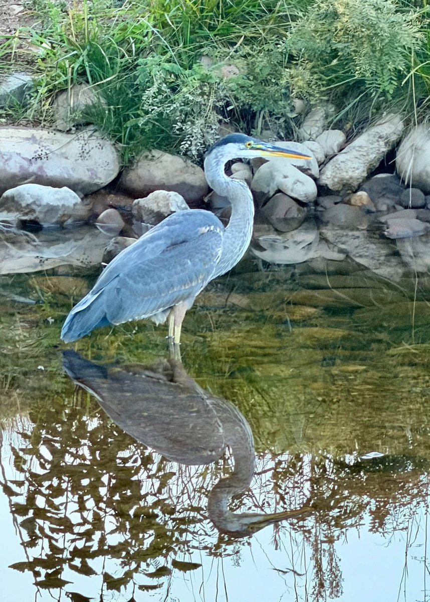 DrAschwartz's tweet photo. On my usual trail at sunset, I watched a heron fish in the creek. Then I paused at the lake, taking in the reflections...and reflect a bit for myself. This is my sanctuary, my place of prayer. This is where I feel closest to the ineffable—this is where I feel most at home. #Home https://t.co/OFwzhSXJti
