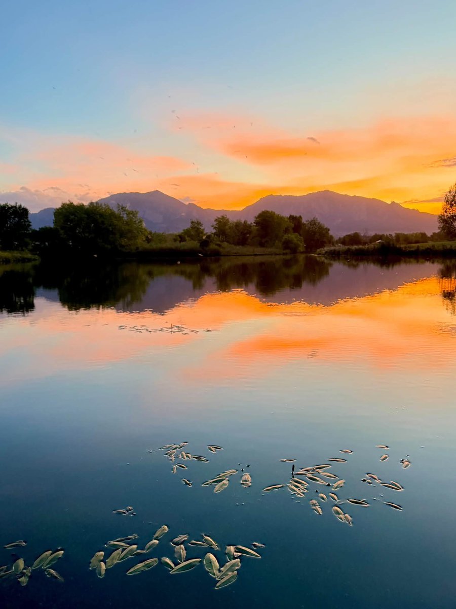 DrAschwartz's tweet photo. On my usual trail at sunset, I watched a heron fish in the creek. Then I paused at the lake, taking in the reflections...and reflect a bit for myself. This is my sanctuary, my place of prayer. This is where I feel closest to the ineffable—this is where I feel most at home. #Home https://t.co/OFwzhSXJti