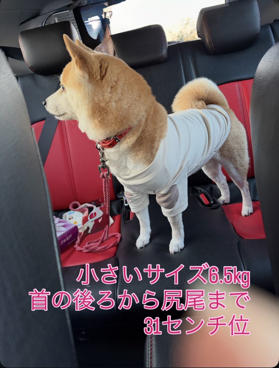 wu4gqfmiku's tweet photo. 【#拡散希望】
香川県観音寺市で迷子の豆柴を探しています。
・日時：2026/7/6 朝10時頃
・場所：JA香川県 Aコープホウナン産直市 駐車場
・特徴：小柄なメス(6.5kg)、薄いまろ眉、巻き尾、足先が白い、首輪なし
些細な目撃情報でもDMへお願いします。
#迷子犬 #香川県 #観音寺市 #豆柴 https://t.co/qnkvn0iKvB