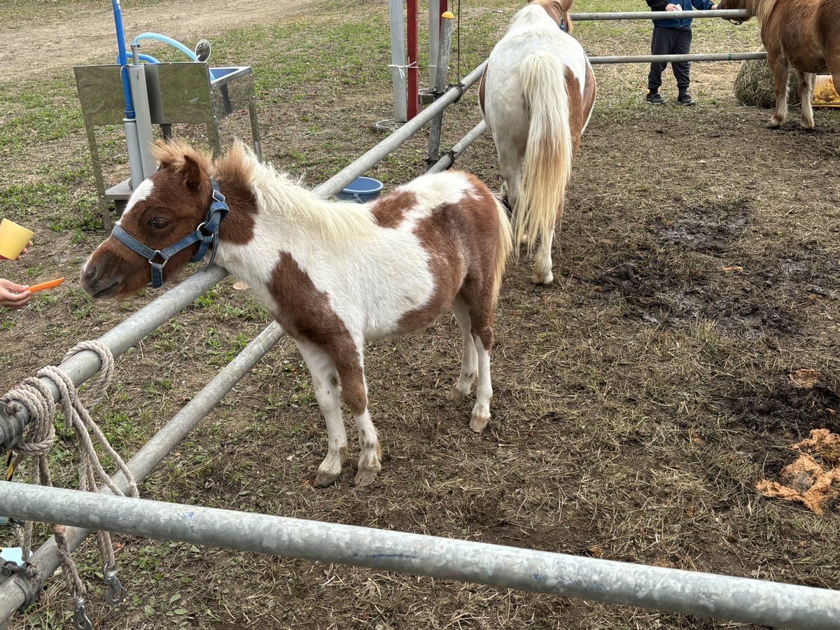 eru_regthuna's tweet photo. 近くの町でばん馬大会をやっているので来てます。
馬いいなあ。 https://t.co/4fvHMwJrav