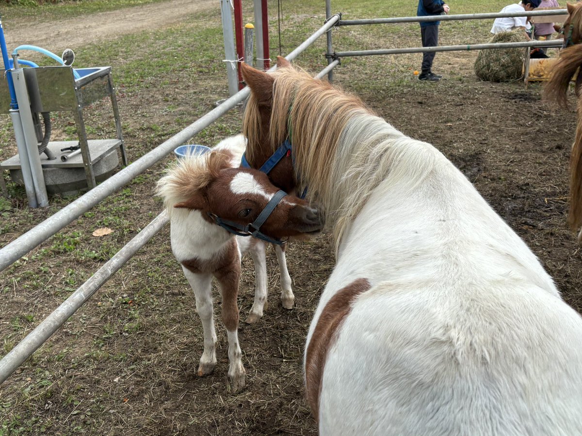 eru_regthuna's tweet photo. 近くの町でばん馬大会をやっているので来てます。
馬いいなあ。 https://t.co/4fvHMwJrav