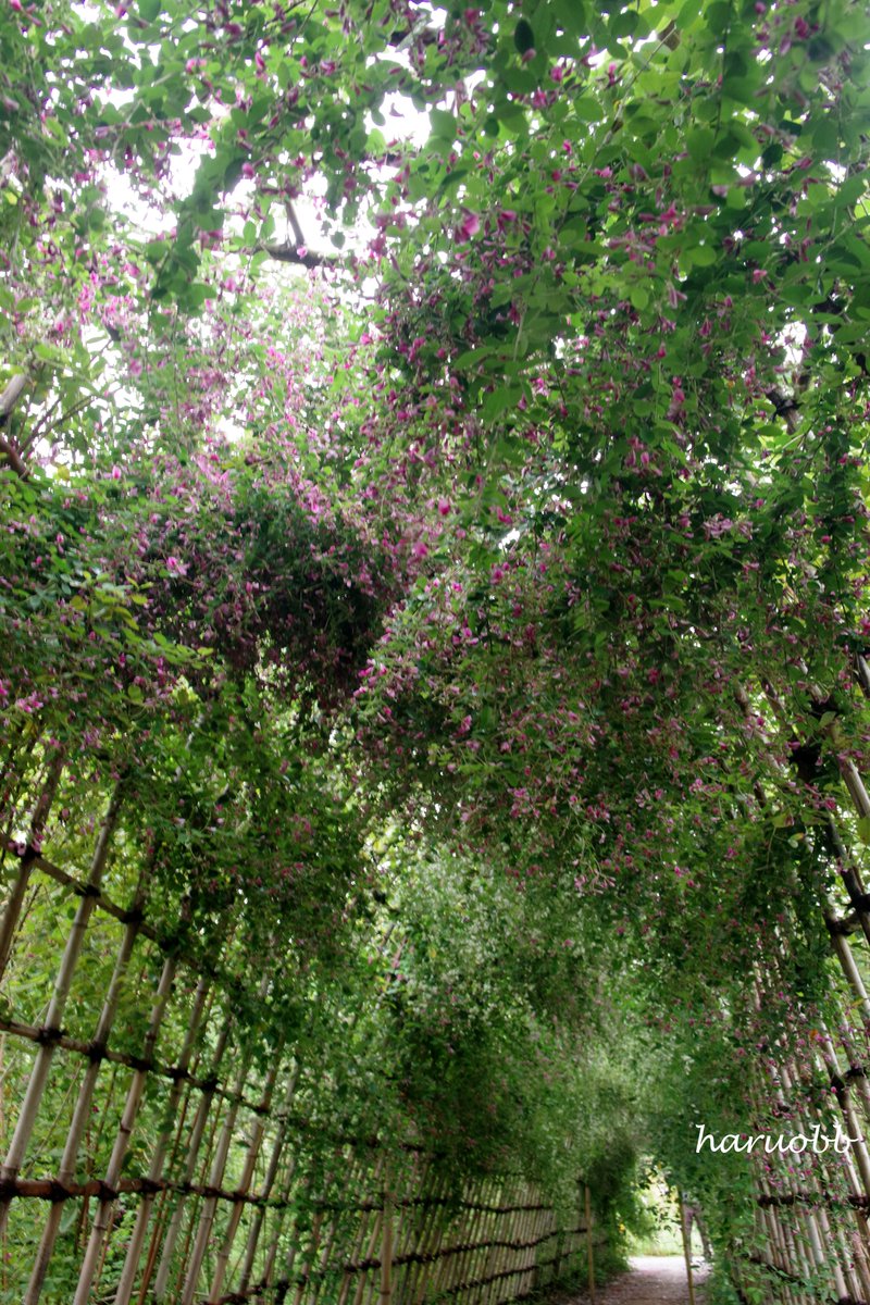 haruobb's tweet photo. 向島百花園へ行ってきました。
定番の「萩のトンネル」
見頃を迎えていました。
広角レンズで全体を撮る。
撮影日:2026年9月27日
#花 #向島百花園 #萩 #ハギ
#BushClover #JapaneseClover
#싸리 #뻐꾹나리속
#写真 #Photo
#写真好きな人と繋がりたい
#写真撮ってる人と繋りたい
#カメラ好きな人と繋がりたい #カメラ
#カメラ女子 #カメラ男子 #カメ��初心者
#写真好きな人と繋がりたい
#写真で伝えたい私の世界
#写真が好き #写真は心のシャッター
#写真で伝えたい私の世界
#写真散歩