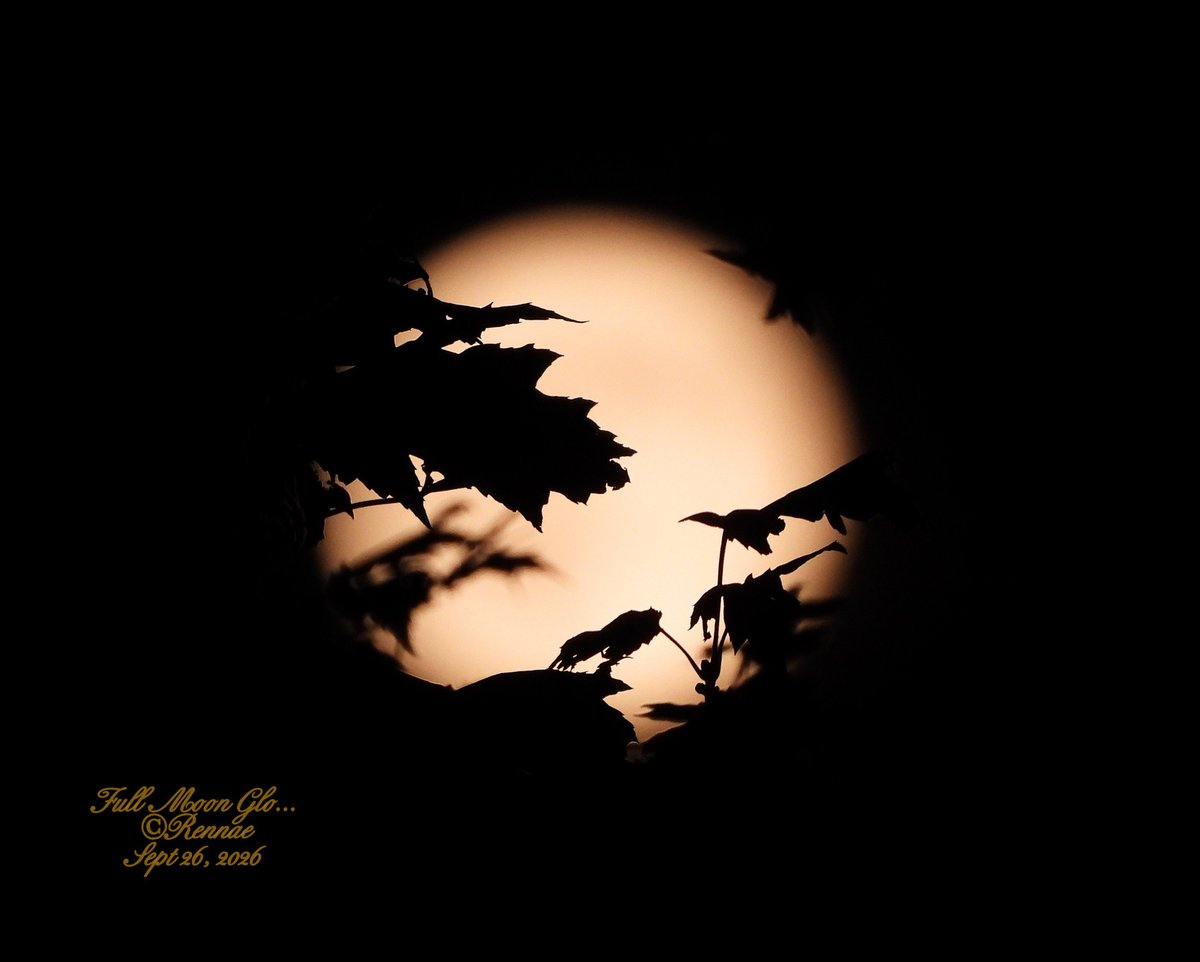 RennaeCh's tweet photo. I don't normally photograph the moon behind a tree but tonight it just looked so pretty so here it is... Moon Glo... https://t.co/ymcfmpTAYD